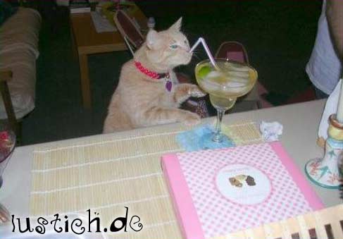cocktailkatze.jpg cocktailkatze.jpg