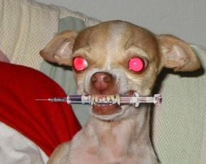 dog.jpg dog.jpg