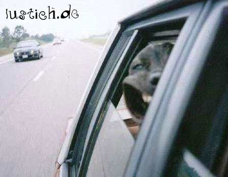 fahrtwindhund.jpg fahrtwindhund.jpg