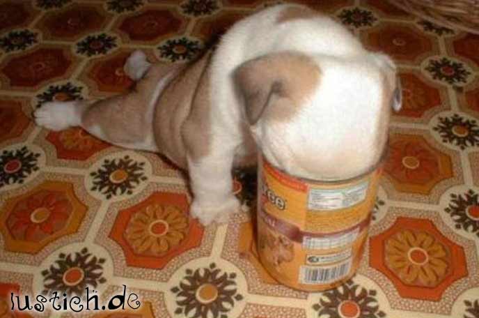 gierigerhund.jpg gierigerhund.jpg