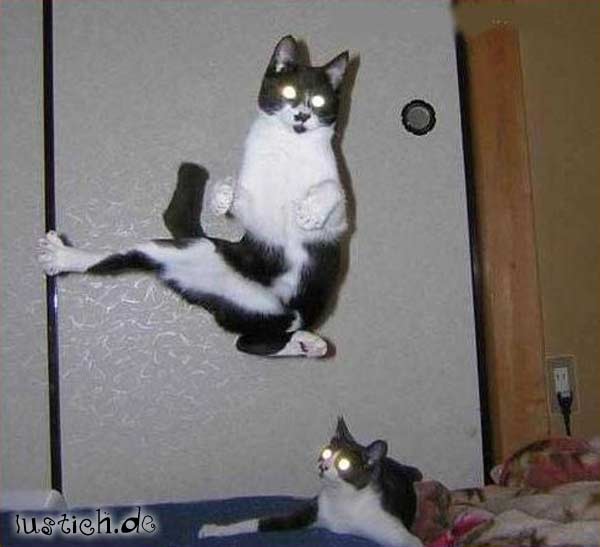 kampfkatze.jpg kampfkatze.jpg